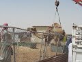 Pissed off camel
