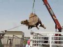 Pissed off camel