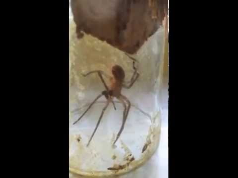 Ni a 'Spiderman' se le habría ocurrido: Una araña se venda una pata rota con su propia seda