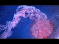 Jelly Fish