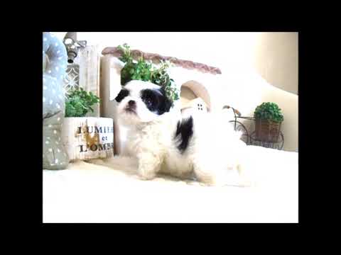 YouTube Preview Image