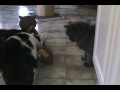Left-handed Cat steals food: Kramer
