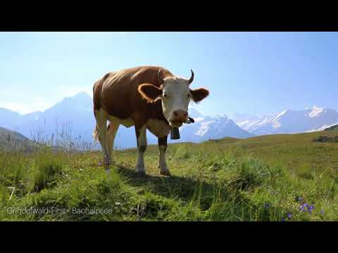 Wengen-Jungfrau video