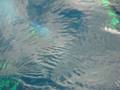 videos de Tauchen (Diving) in Campese, Isola del Giglio, Italy # 5