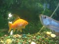 Arowana lives with Goldfish