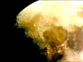 Me ha gustado un vídeo de @YouTube (http://t.co/lr3pYmvH - un ovni en el lado oscuro de la Luna).