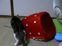 イチゴを引きずるねこ