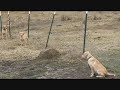 Deuce & Wingman Reaction to Gunfire