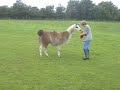 Never EVER train a llama to do this!