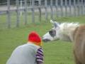 videos de Never EVER train a llama to do this!