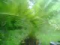 Hurricane Dolly Documentry