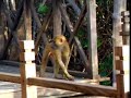 Baboons eating Oysters in The Gambia Baboons eating Oysters in The Gambia
