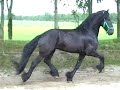 Horses-horseshoeing-cytekhorse.com