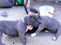ukc blue pit bull puppies 9 weeks juan gotti