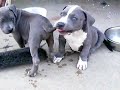 UKC Blue Pit Bull Puppies 9 weeks