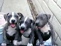 ukc blue pit bull puppies 9 weeks juan gotti
