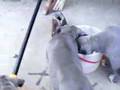 UKC Blue Pit Bull Puppies 9 weeks