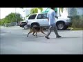 German Shepherd Obedience
