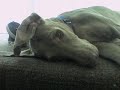 Diva Dog, The Weimaraner Diva Dog, The Weimaraner