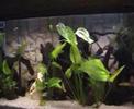 Mi acuario y filtro