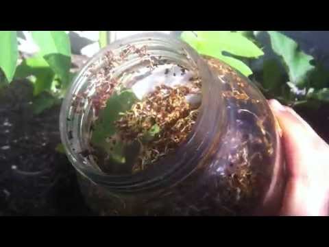 how to fertilize alfalfa