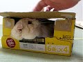ビール箱猫