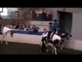 Bearly Back In Black Fall 08 clips - FOR SALE