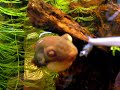 Crayfish eater