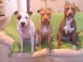 Pit Bull SHYTARA - Brown Suggar