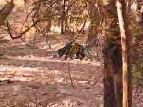 sloth bear