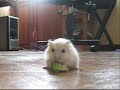 Lemon in A Brocolli Love Affair Lemon in A Brocolli Love Affair