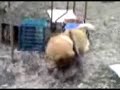 Dog grooms a cat