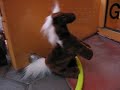 hornytoyhorse.html