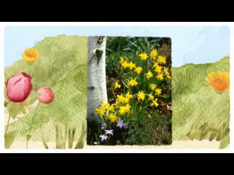 how to replant tulips outside