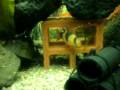 熱帯魚 - ﾌﾟﾗﾃｨ水槽 / 姿を見せるﾛｰﾁと隠れるﾛｰﾁ