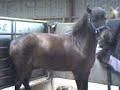 Harvey Scratching His Bum