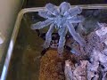 Psalmopoeus irminia - Tarantulas Mating