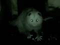PETRIFYING POSSUM ATTACK