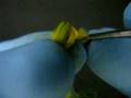 videos de Solanum pennellii flower emasculation