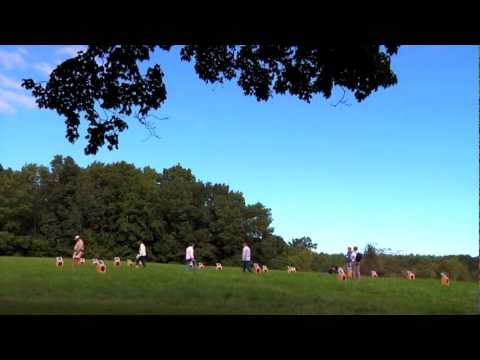 Play YouTube video