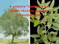 Plantas Taníferas e Tintoriais 0001