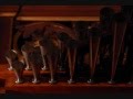 Improvised Fonds d'orgue - François-Henri Houbart at la Madeleine, Paris