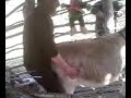 13 район Ибач и Каримола из Калининаула