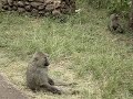 baboons.html