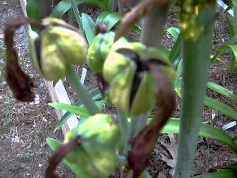 how to harvest iris seeds
