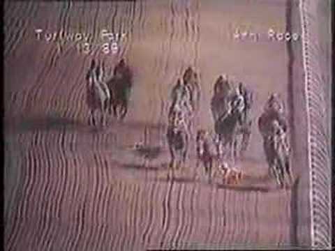 Nerves of Steel (Thoroughbred Horse ...