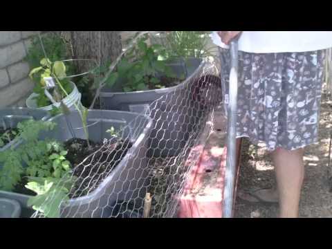how to transplant eggplant