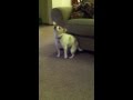 Dog Dancing To Eminem "Shake That"
