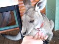 Kangaroo Sanctuary