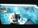 Transplants - DJ DJ